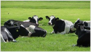 牛の睡眠時間